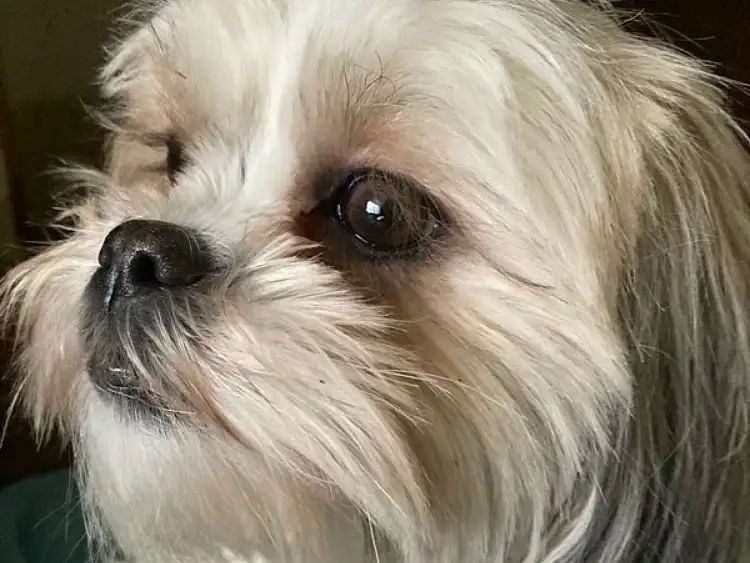 Dog, Eyes, Carnivore, Plant, Dog breed, Companion dog, Toy Dog, Working Animal, Small Terrier, Terrier, Liver, Shih-poo, Shih Tzu, Furry friends, Canidae, Cockapoo, Poodle Crossbreed, Biewer Terrier, Puppy love