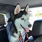 Dog, Carnivore, Dog breed, Vehicle, Sled Dog, Car, Snout, Collar, Siberian Husky, Vroom Vroom, Windshield, Companion dog, Auto Part, Working Dog, Working Animal, Car Seat, Head Restraint, Canidae, Furry friends