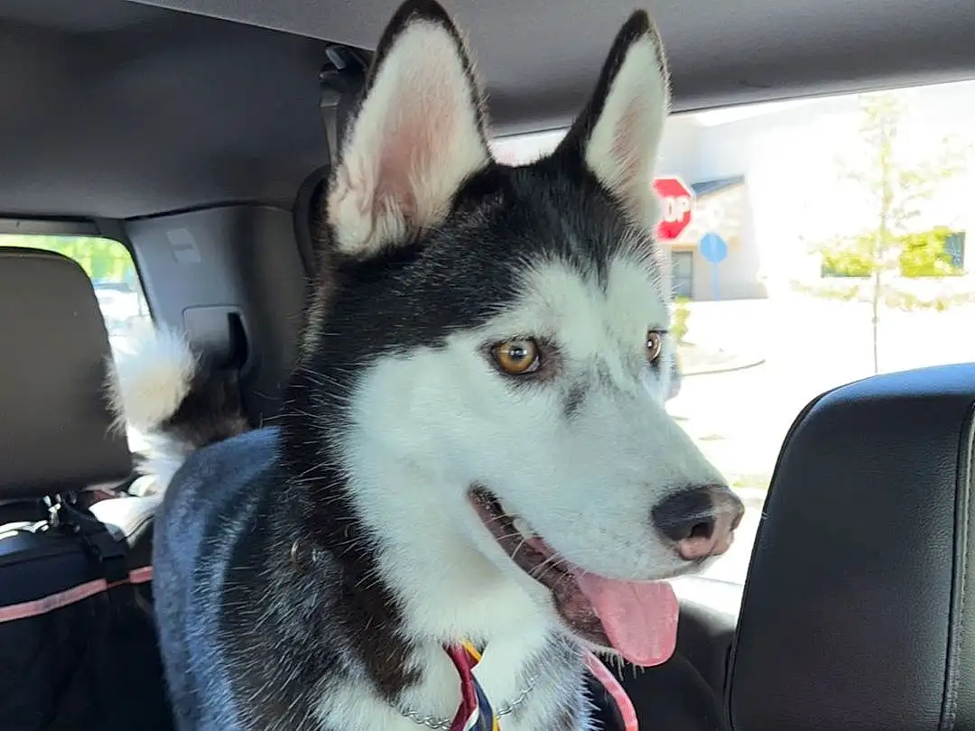 Dog, Carnivore, Dog breed, Vehicle, Sled Dog, Car, Snout, Collar, Siberian Husky, Vroom Vroom, Windshield, Companion dog, Auto Part, Working Dog, Working Animal, Car Seat, Head Restraint, Canidae, Furry friends