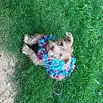 People In Nature, Grass, Plant, Groundcover, Lawn, Toddler, Happy, Grassland, Leisure, Soil, Recreation, Companion dog, Child, Fun, Baby, Play, Artificial Turf