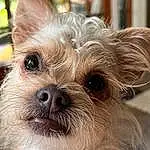 Dog, Eyes, Dog breed, Carnivore, Working Animal, Companion dog, Liver, Fawn, Ear, Toy Dog, Whiskers, Snout, Close-up, Terrestrial Animal, Small Terrier, Furry friends, Yorkshire Terrier, Terrier, Canidae