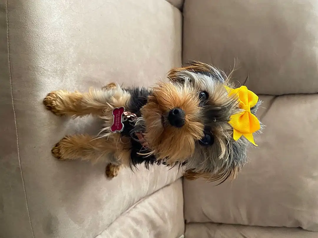 Dog, Flower, Dog breed, Carnivore, Companion dog, Fawn, Toy Dog, Comfort, Dog Supply, Terrier, Working Animal, Small Terrier, Toy, Furry friends, Canidae, Stuffed Toy, Couch, Linens