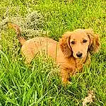 Dog, Plant, Carnivore, Dog breed, Grass, Companion dog, Fawn, Gun Dog, Terrestrial Animal, Natural Landscape, People In Nature, Tail, Prairie, Working Animal, Canidae, Hunting Dog, Herbaceous Plant, Grassland