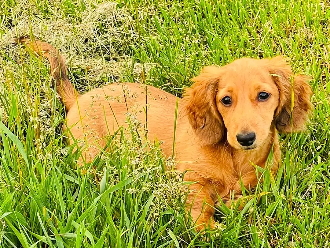 Dog, Plant, Carnivore, Dog breed, Grass, Companion dog, Fawn, Gun Dog, Terrestrial Animal, Natural Landscape, People In Nature, Tail, Prairie, Working Animal, Canidae, Hunting Dog, Herbaceous Plant, Grassland