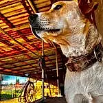 Dog, Dog breed, Carnivore, Collar, Whiskers, Working Animal, Companion dog, Fawn, Dog Collar, Wood, Pet Supply, Window, Dog Supply, Plant, Tints And Shades, Snout, Shade, Leash, Liver