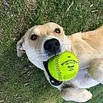 Dog, Carnivore, Dog breed, Plant, Grass, Companion dog, Fawn, Football, Ball, Snout, Dog Supply, Sports Toy, Canidae, Whiskers, Collar, Terrestrial Animal, Dog Collar, Soccer Ball, Sports Equipment