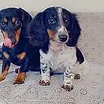 Dog, Carnivore, Dog breed, Companion dog, Snout, Hound, Working Animal, Terrestrial Animal, Canidae, Furry friends, Working Dog, Scent Hound, Electric Blue, Hunting Dog, Puppy