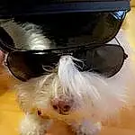 Dog, Hat, Carnivore, Dog breed, Fawn, Companion dog, Costume Hat, Eyewear, Helmet, Toy Dog, Snout, Personal Protective Equipment, Fedora, Liver, Furry friends, Dog Supply, Fashion Accessory, Cap, Whiskers