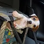 Dog, Dog breed, Carnivore, Companion dog, Collar, Vehicle, Fawn, Sunglasses, Vehicle Door, Seat Belt, Eyewear, Snout, Dog Supply, Car Seat, Smile, Auto Part, Canidae, Dog Collar, Car Seat Cover