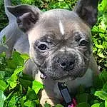 Dog, Plant, Eyes, Green, Dog breed, Carnivore, Ear, Working Animal, Grass, Fawn, Whiskers, Companion dog, Toy Dog, Terrestrial Plant, Snout, Terrestrial Animal, Groundcover, Collar