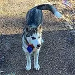 Dog breed, Felidae, Dog, Carnivore, Whiskers, Small To Medium-sized Cats, Companion dog, Road Surface, Sled Dog, Grass, Tail, Asphalt, Electric Blue, Terrestrial Animal, Canidae, Furry friends, Paw, Shadow, Working Dog