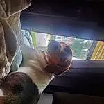 Dog, Dog breed, Carnivore, Fawn, Window, Companion dog, Tints And Shades, Vehicle Door, Snout, Comfort, Working Animal, Eyewear, Windshield, Canidae, Glass, Tail, Automotive Exterior, Automotive Window Part, Shade