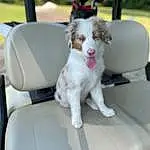 Dog, Carnivore, Companion dog, Car, Vroom Vroom, Vehicle, Dog breed, Chair, Family Car, Toy Dog, Plant, Car Seat, Fang, Auto Part, Gun Dog, Luxury Vehicle, Vehicle Door, Working Dog