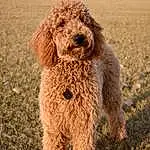 Dog, Water Dog, Dog breed, Carnivore, Companion dog, Working Animal, Poodle, Snout, Terrier, Grass, Canidae, Event, Circle, Soil, Poodle Crossbreed, Building, Non-sporting Group, Terrestrial Animal, Hunting Dog