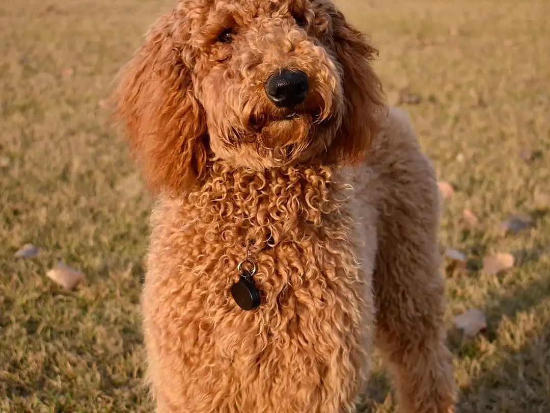 Dog, Water Dog, Dog breed, Carnivore, Companion dog, Working Animal, Poodle, Snout, Terrier, Grass, Canidae, Event, Circle, Soil, Poodle Crossbreed, Building, Non-sporting Group, Terrestrial Animal, Hunting Dog