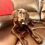 Dog, Dog breed, Carnivore, Comfort, Liver, Companion dog, Fawn, Working Animal, Chair, Snout, Couch, Gun Dog, Canidae, Furry friends, Metal, Dog Collar, Sitting, Car Seat