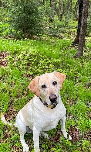 Forest Labrador Retriever Dog Gauge