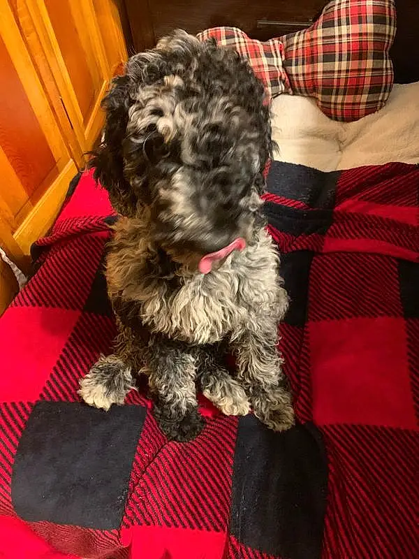 Dog, Carnivore, Dog breed, Water Dog, Companion dog, Tartan, Toy Dog, Liver, Cabinetry, Small Terrier, Terrier, Dog Supply, Schnauzer, Furry friends, Plaid, Pattern, Working Animal, Yorkipoo, Canidae