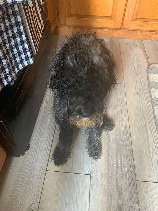 Dog, Dog breed, Carnivore, Wood, Companion dog, Water Dog, Hardwood, Tail, Wood Stain, Liver, Furry friends, Canidae, Terrier, Toy Dog, Wood Flooring, Laminate Flooring, Yorkipoo