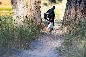 Forest Border Collie Dog Gidge The Tripawd