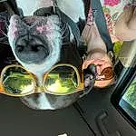 Glasses, Head, Sunglasses, Window, Automotive Lighting, Vehicle, Car, Eyewear, Vision Care, Plant, Automotive Mirror, Goggles, Fawn, Carnivore, Automotive Exterior, Automotive Design, Vroom Vroom, Tints And Shades, Personal Protective Equipment, Snout
