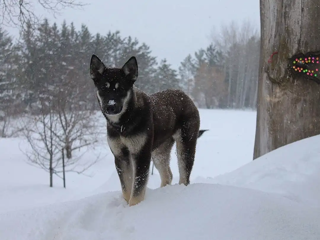 Snow, Dog, Sky, Dog breed, Carnivore, Tree, Freezing, Snout, Winter, Canidae, Working Animal, Working Dog, Tail, Canis, Herding Dog, Non-sporting Group, Precipitation