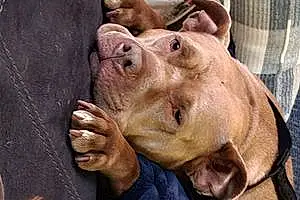 Pitt Bull Terrier Dog Xena