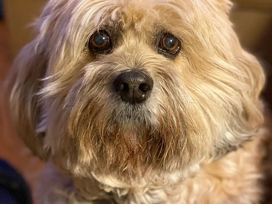 Dog, Eyes, Dog breed, Carnivore, Liver, Companion dog, Toy Dog, Snout, Terrier, Working Animal, Small Terrier, Water Dog, Canidae, Shih-poo, Furry friends, Puppy love, Maltepoo, Yorkipoo, Poodle Crossbreed