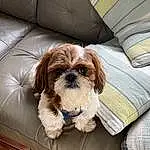 Dog, Dog breed, Carnivore, Liver, Companion dog, Dog Supply, Fawn, Toy Dog, Working Animal, Snout, Pet Supply, Comfort, Canidae, Furry friends, Shih Tzu, Small Terrier, Wood, Hardwood