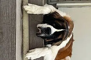 Name Saint-Bernard Dog Kora