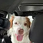 Dog, Carnivore, Vehicle Door, Automotive Lighting, Automotive Mirror, Car, Companion dog, Dog breed, Car Seat Cover, Seat Belt, Car Seat, Automotive Exterior, Working Animal, Whiskers, Auto Part, Rear-view Mirror, Family Car, Windshield, Furry friends, Luxury Vehicle