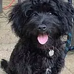 Dog, Water Dog, Carnivore, Companion dog, Dog breed, Toy Dog, Terrier, Working Animal, Furry friends, Canidae, Small Terrier, Dog Collar, Maltepoo, Yorkipoo, Working Dog, Puppy, Collar, Terrestrial Animal, Non-sporting Group