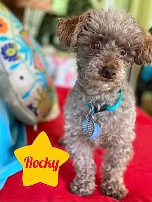 Poodle Dog Rocky