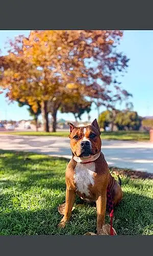 Pitt Bull Terrier Dog Beauty