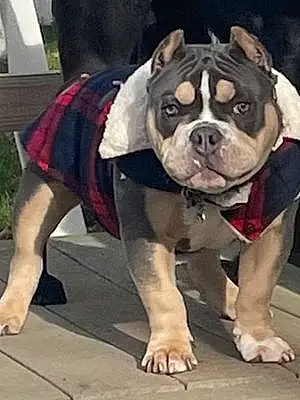 American Bully Dog Valentino