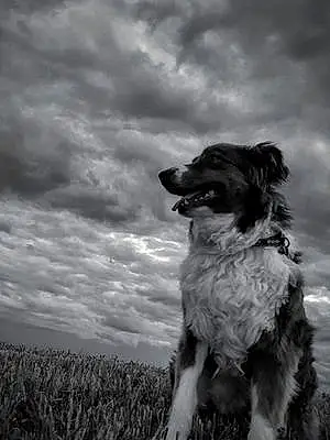 Black & White Australian Shepherd Dog Jersey Girl