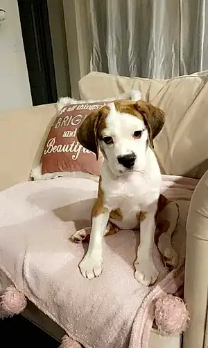 Name Beagle Dog Harley