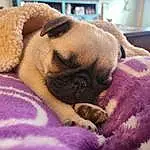 Dog, Comfort, Carnivore, Fawn, Companion dog, Dog breed, Snout, Whiskers, Wrinkle, Magenta, Pug, Toy Dog, Working Animal, Linens, Furry friends, Terrestrial Animal, Canidae, Nap, Puppy love