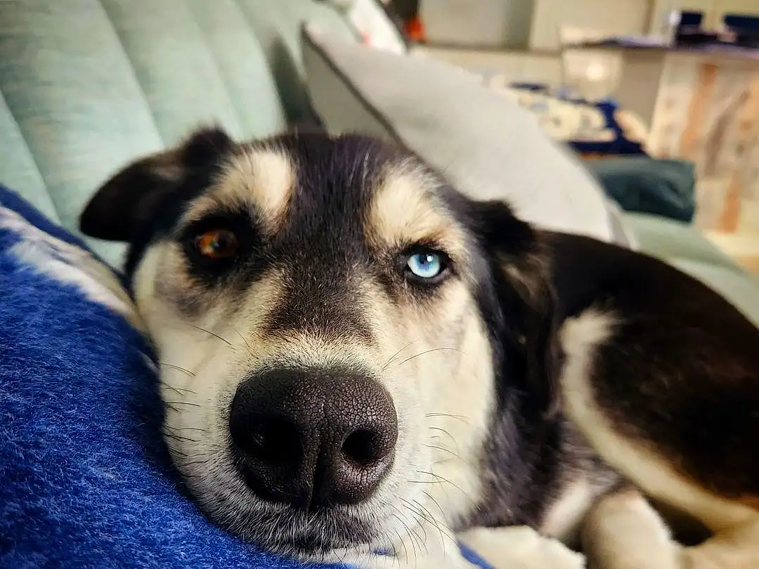 Dog, Blue, Carnivore, Dog breed, Couch, Fawn, Companion dog, Whiskers, Snout, Comfort, Working Animal, Furry friends, Electric Blue, Canidae, Terrestrial Animal, Siberian Husky, Paw, Working Dog