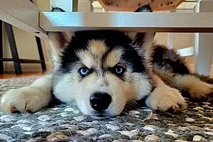 Name Husky Dog Arya