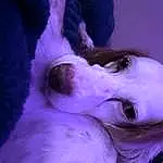 Dog breed, Purple, Jaw, Eyelash, Ear, Dog, Carnivore, Violet, Companion dog, Sunglasses, Snout, Whiskers, Electric Blue, Canidae, Furry friends, Magenta, Darkness
