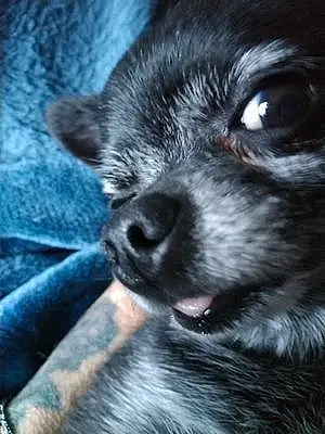Name Chihuahua Dog Felix