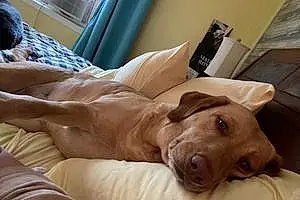 Name Labrador Retriever Dog Betty