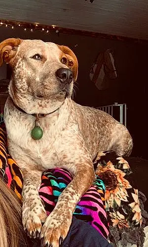 Name Pitt Bull Terrier Dog Denali