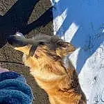 Dog, Dog breed, Carnivore, Companion dog, Fawn, Whiskers, Tail, Terrestrial Animal, Electric Blue, Furry friends, Canidae, Felidae, Paw, Shadow, Street dog, Winter, Snow, Canis, Herding Dog