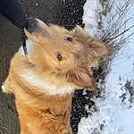 Dog, Snow, Carnivore, Dog breed, Companion dog, Fawn, Snout, Tail, Winter, Spitz, Whiskers, Canidae, Furry friends, Freezing, Paw, Twig, Canis, Working Dog, Terrestrial Animal