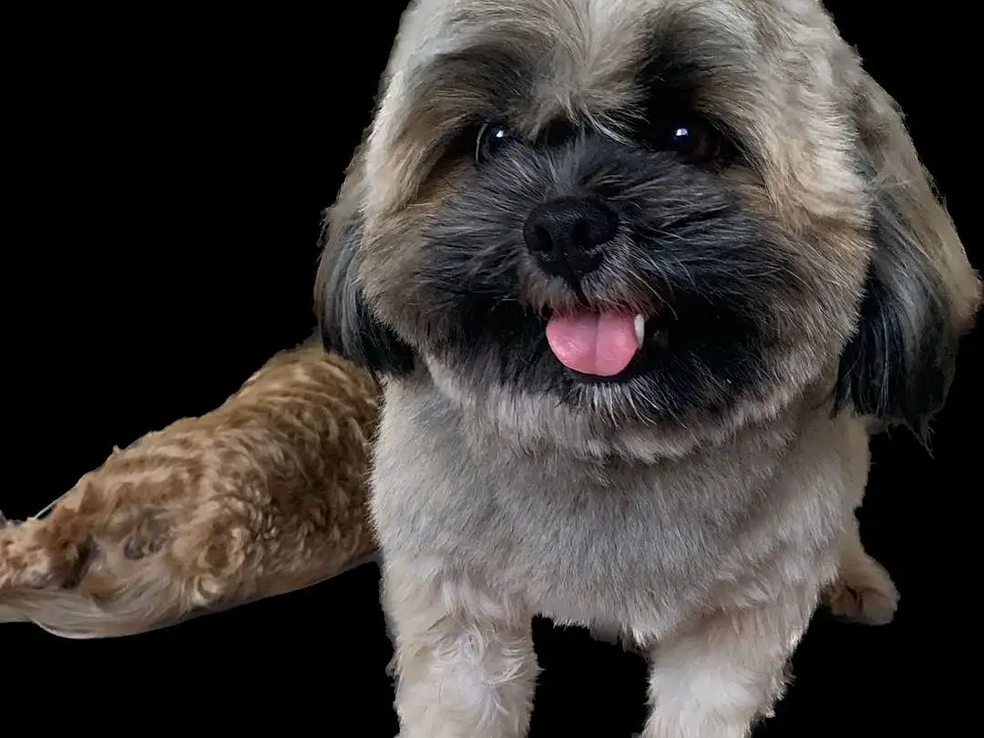 Dog, Dog breed, Carnivore, Liver, Shih Tzu, Companion dog, Fawn, Toy Dog, Snout, Working Animal, Furry friends, Terrestrial Animal, Small Terrier, Canidae, Mal-shi, Terrier, Wrinkle, Maltepoo, Font