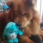 Dog, Toy, Carnivore, Fawn, Companion dog, Dog breed, Spitz, Doll, Cloud, Toy Dog, Tail, Dog Supply, Furry friends, Polka Dot, Stuffed Toy, Wig, Working Animal, Whiskers, Paw, Canidae