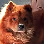 Head, Dog, Dog breed, Carnivore, Whiskers, Companion dog, Fawn, Working Animal, Ear, Snout, Liver, Natural Material, Canidae, Spitz, German Spitz, German Spitz Mittel, Furry friends, Terrestrial Animal, Giant Dog Breed