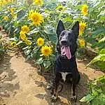 Flower, Plant, Botany, Carnivore, Grass, Dog, Dog breed, Flowering Plant, Annual Plant, Groundcover, Petal, Herbaceous Plant, Working Animal, Wildflower, Terrestrial Animal, Sunflower, Prairie, Landscape, Tail